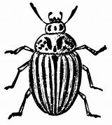 Beetle Clipart Potato Colorado Etc Large sketch template