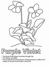 Violet Coloring Purple Pages Flower Jersey Color Wisconsin Wood Clipart Kidzone State Canada Nj Ws Activities Newbrunswick Canadian Geography Popular sketch template