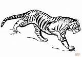 Ausmalbilder Coloriage Tygrys Ausmalbild Druku Colorier Imprimer Supercoloring Kolorowanka Kolorowanki Stampare Tigres Imprimir sketch template