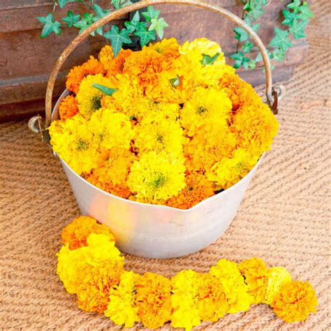 grow marigold  seeds  hindi indias  quality