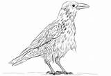 Coloring Crow Raven Pages Hooded Common Printable Crows Drawings Categories sketch template