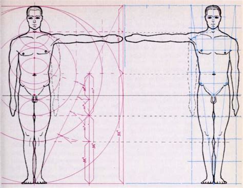 body measurements archives how to draw step by step