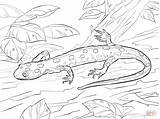 Coloring Salamander Pages Spotted Drawing Yellow Printable Paper sketch template