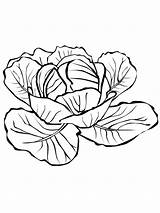 Cabbage Coloring Pages Drawing Getdrawings Vegetables Print Kids Recommended sketch template