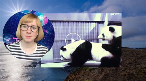 i watched these pandas have sex i ve never been so happy the new