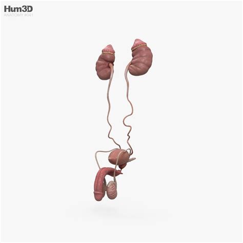 Male Urinary And Reproductive System 3d Model Cgtrader