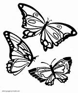Coloring Butterflies Pages Three Butterfly Printable Insect Color sketch template