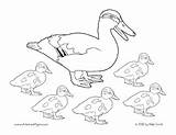 Ducks Little Five Activities Pages Colouring Board Teacherspayteachers Preschool Book Choose sketch template