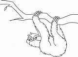 Sloth Leniwiec Sloths Kapok Bicho Wiszący Hanging Jungle Kidocoloringpages Dinosaur Getdrawings Arlo Preguica Kolorowanki Coloringbay Obrazek Galho Segurando Druku Drukowanka sketch template
