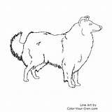 Collie Coloring Rough Pages Dog Own Color Drawings sketch template