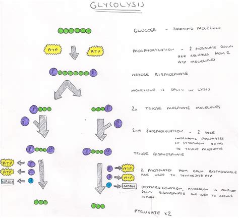 glycolysis  level biology student
