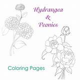 Coloring Hydrangea Pages Flower Peony Peonies Justpaintitblog Drawing Getdrawings Getcolorings sketch template