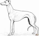 Whippet Ausdrucken Windhund Cane Kolorowanka Cani Galgo Retriever Kolorowanki Greyhound Levriero Supercoloring Cuccioli Ausmalbild Hund Kategorii sketch template