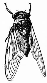 Cicada Cigale Insects Cicadas Designlooter Clipartbest Linoprint Printmaking Visiter Leafhopper Leafhoppers sketch template