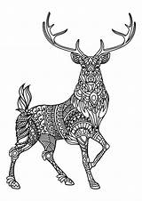 Deer Coloring Book Pages Deers Adults Complex Patterns Beautiful Printable Adult Animals sketch template