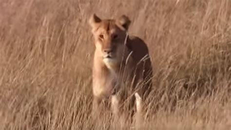 lioness protecting  cubs  danger bbc earth youtube