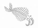 Harriet Russell Anomalocaris Ibby Bloomsbury sketch template