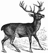 Stag Clipart Red Deer Sketch Etc Template Illustration Male sketch template