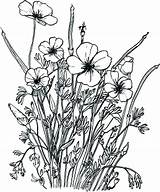 Wildflower Coloring Pages Printable Getcolorings Print Color sketch template