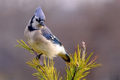 beautiful blue jay      birds  blooms