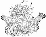 Anemone Corail Polyp Coloriages Nature Polyps Usf sketch template