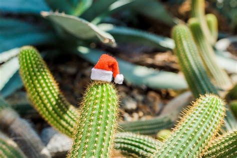 plant nursery advice   care   christmas cactus