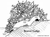 Beaver Castor Canadensis Sarang Tracker sketch template