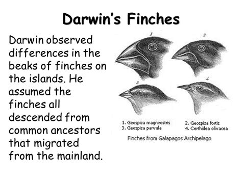 Darwin And Lamarck Presentation Biology