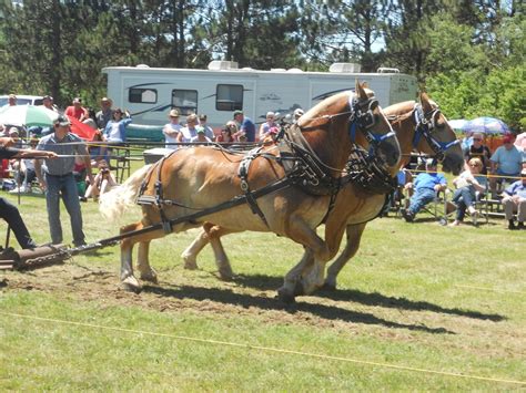 pulverized concepts draft horse action  chetek wisconsin