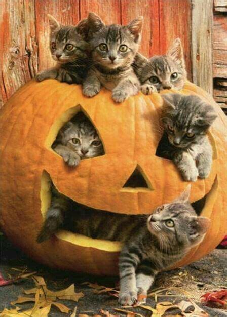 myths legends  cats  linked  halloween cattime cute