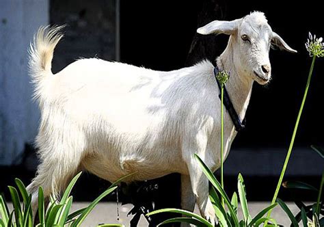 Man In Zimbabwe Arrested For Having Sex With Goat