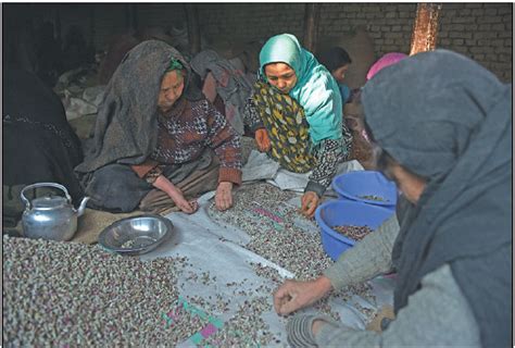 Laborers Prepare Pistachio Seeds At A Factory In Kabul