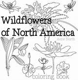 Wildflowers Coloring Book Adults America North Pdf Instant sketch template