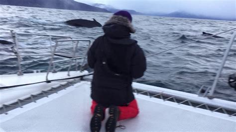 humpback whale drive   tromso norway youtube