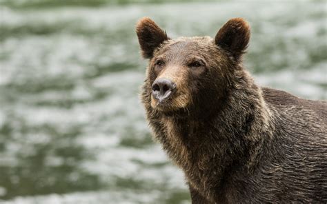 grizzly bear  sailcones grizzly bear lodge