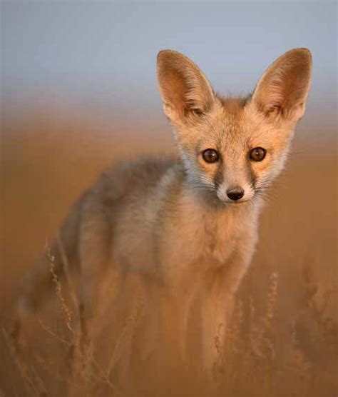 desert fox current conservation