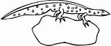 Newt Designlooter Common Amphibian sketch template