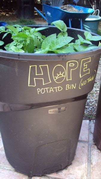grow potatoes   trash  hope gardens growing potatoes