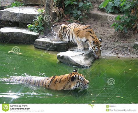 tiger swims zoo belgium stock image image  website waterthe