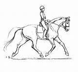 Dressage Saddle Horses Pferde Skizze Ausmalbilder Template Dressurpferde Pferd Soundness Estribos Dressagetoday Equippos Optimize Salto sketch template