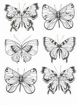 Coloring Pages Butterflies Butterfly Choose Board sketch template