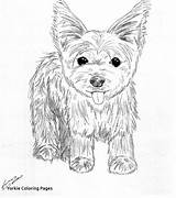 Terrier Yorkie Teacup Poo Shih Tzu Deviantart Getdrawings sketch template