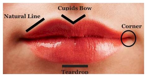 the 7 types of lips and what they reveal about your personality