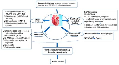 ijms  full text cardiac ecm  epigenetic regulation  role  heart development