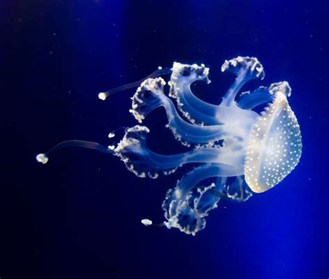 white spotted australian spotted  floating bell jellyfish native