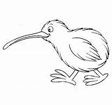 Kiwi Bird Coloring Pages Template Cute Colouring Zealand Animal Kids Print Outline Printable Nz Clipart Maori Projects Kiwiana Choose Board sketch template