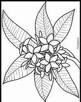 Plumeria Coloring Flower Pages Getdrawings sketch template