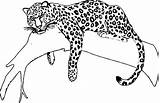 Jaguar Sleeping Animales Bulkcolor Abrir sketch template