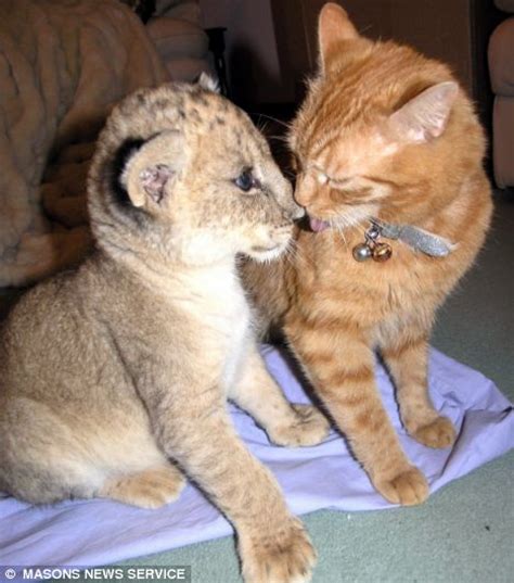 zara  lion cub  arnie  house cat   purrfect couple