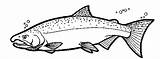 Colouring Printable Drawing Coho Trout Tarjetas Cortes Printablecolouringpages Trucha sketch template